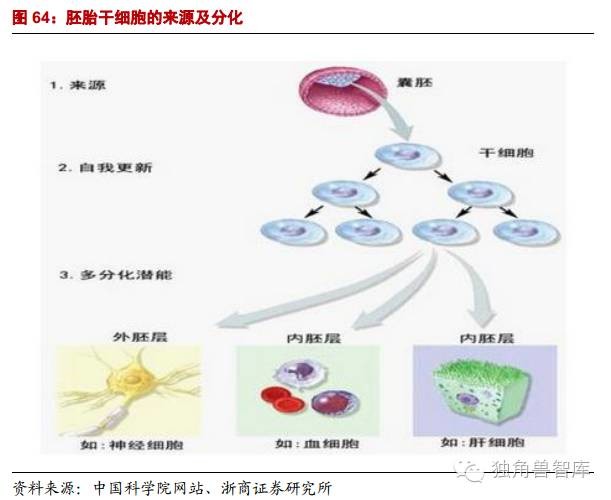 干细胞治疗的新里程碑，2020年最新进展公布